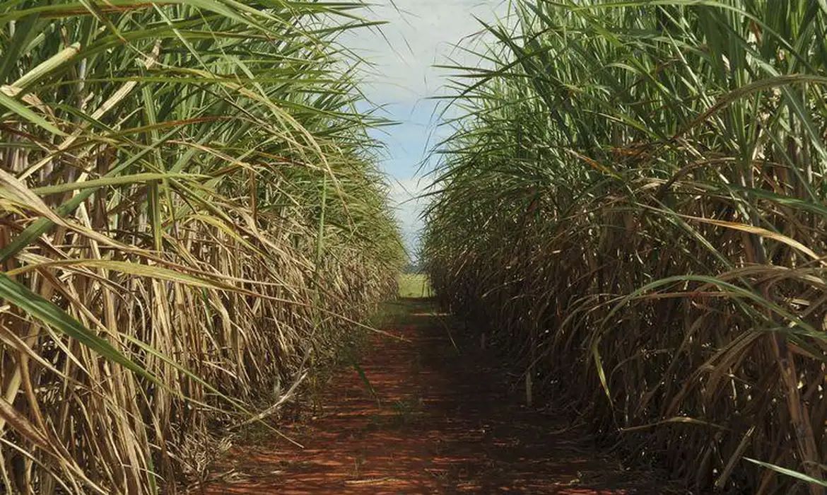 Lei que altera Renovabio agrada produtores, mas multa acende alerta para judicialização